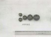 Click for 1 image(s) for this accession. FRUIT
